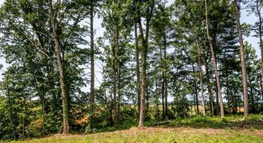 0 PINEY WOODS RD, TIMBERVILLE, Virginia 22853, ,Land,For sale,0 PINEY WOODS RD,VARO2002382 MLS # VARO2002382