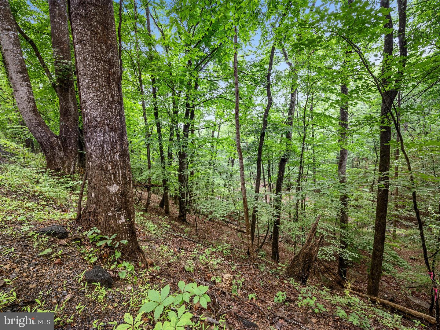 VALLEY VIEW ROAD, BASYE, Virginia 22810, ,Land,For sale,VALLEY VIEW ROAD,VASH2011744 MLS # VASH2011744