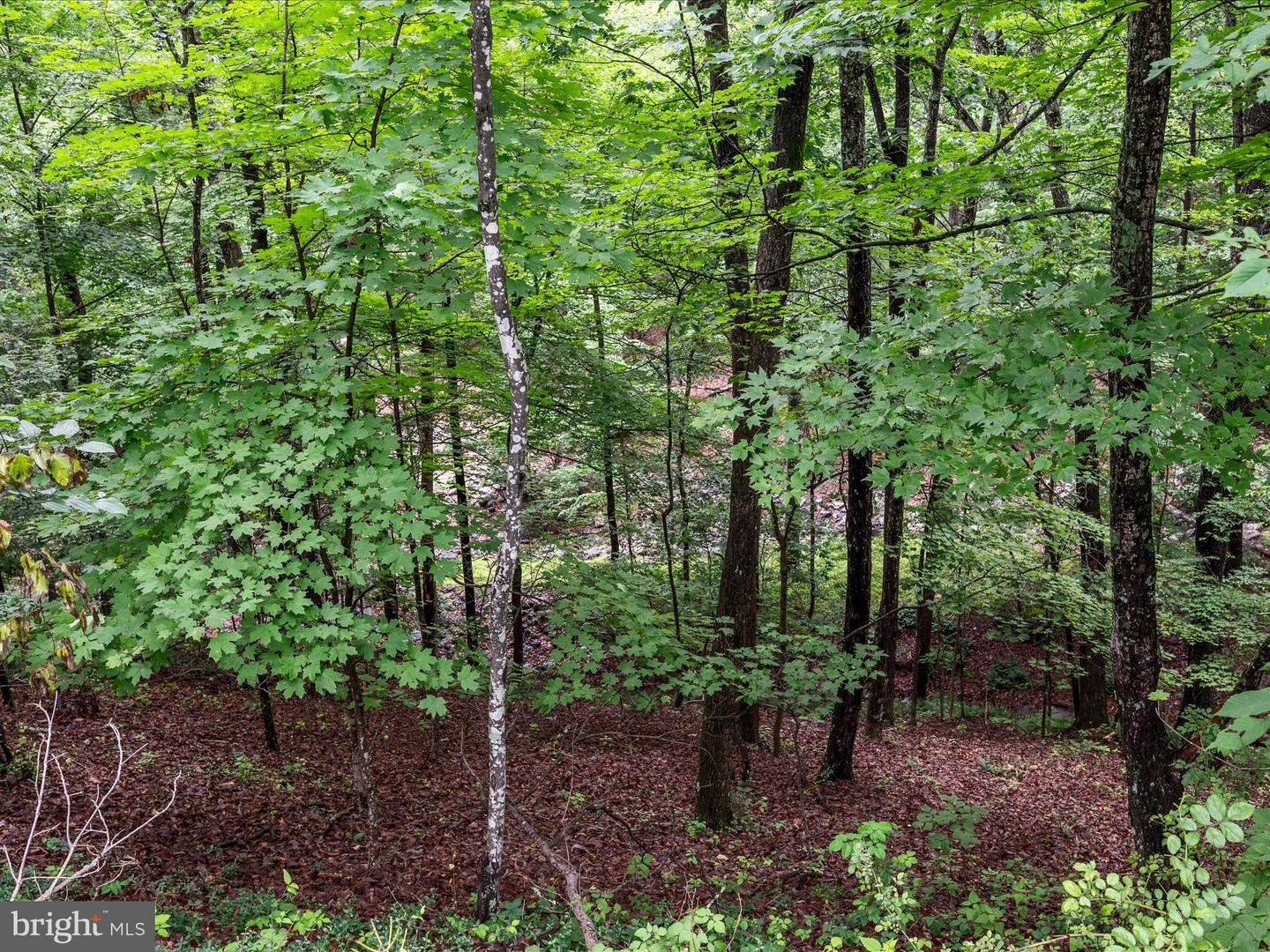 VALLEY VIEW ROAD, BASYE, Virginia 22810, ,Land,For sale,VALLEY VIEW ROAD,VASH2011744 MLS # VASH2011744