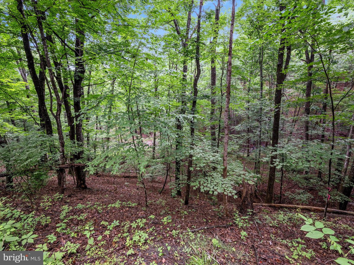 VALLEY VIEW ROAD, BASYE, Virginia 22810, ,Land,For sale,VALLEY VIEW ROAD,VASH2011744 MLS # VASH2011744