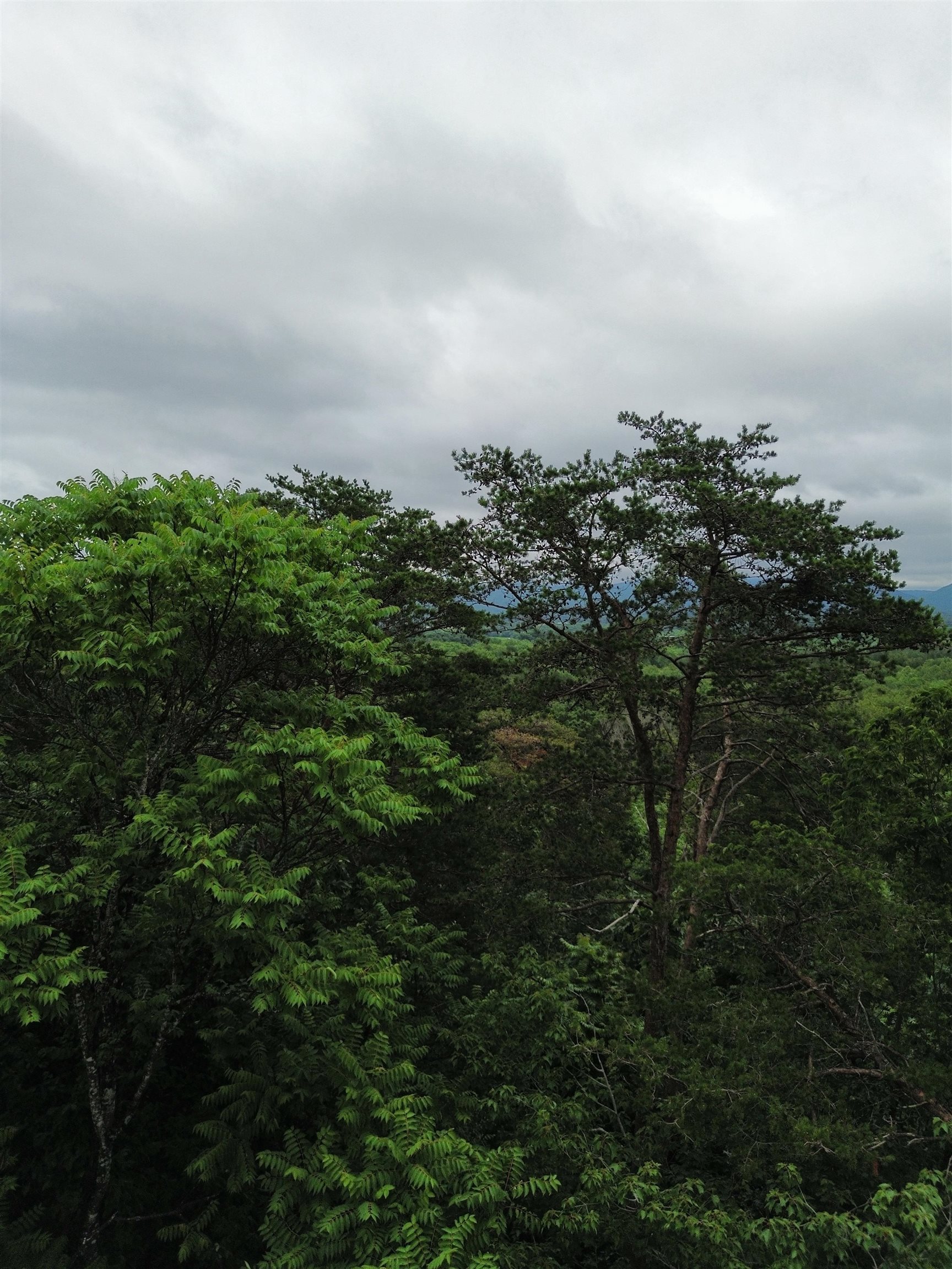 LOT 9 LOOKOUT DR, SHENANDOAH, Virginia 22849, ,Land,LOT 9 LOOKOUT DR,665892 MLS # 665892