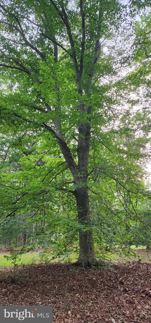 272 MOON SHADOW LN, LOUISA, Virginia 23093, ,Land,For sale,272 MOON SHADOW LN,VALA2008050 MLS # VALA2008050