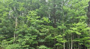 LOT #81 CASTLE DR, MONTROSS, Virginia 22520, ,Land,For sale,LOT #81 CASTLE DR,VAWE2009164 MLS # VAWE2009164