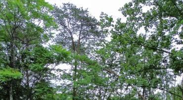 LOT 9 LOOKOUT DR, SHENANDOAH, Virginia 22849, ,Land,For sale,LOT 9 LOOKOUT DR,VAPA2005044 MLS # VAPA2005044