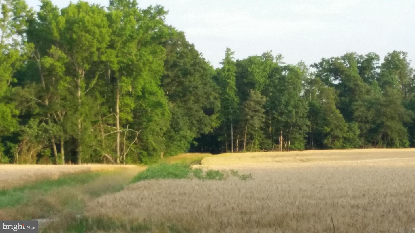 TAX IDS 35 71&71C STONEY KNOLL AND KINGS MILL, KING GEORGE, Virginia 22485, ,Farm,For sale,TAX IDS 35 71&71C STONEY KNOLL AND KINGS MILL ,VAKG2006628 MLS # VAKG2006628