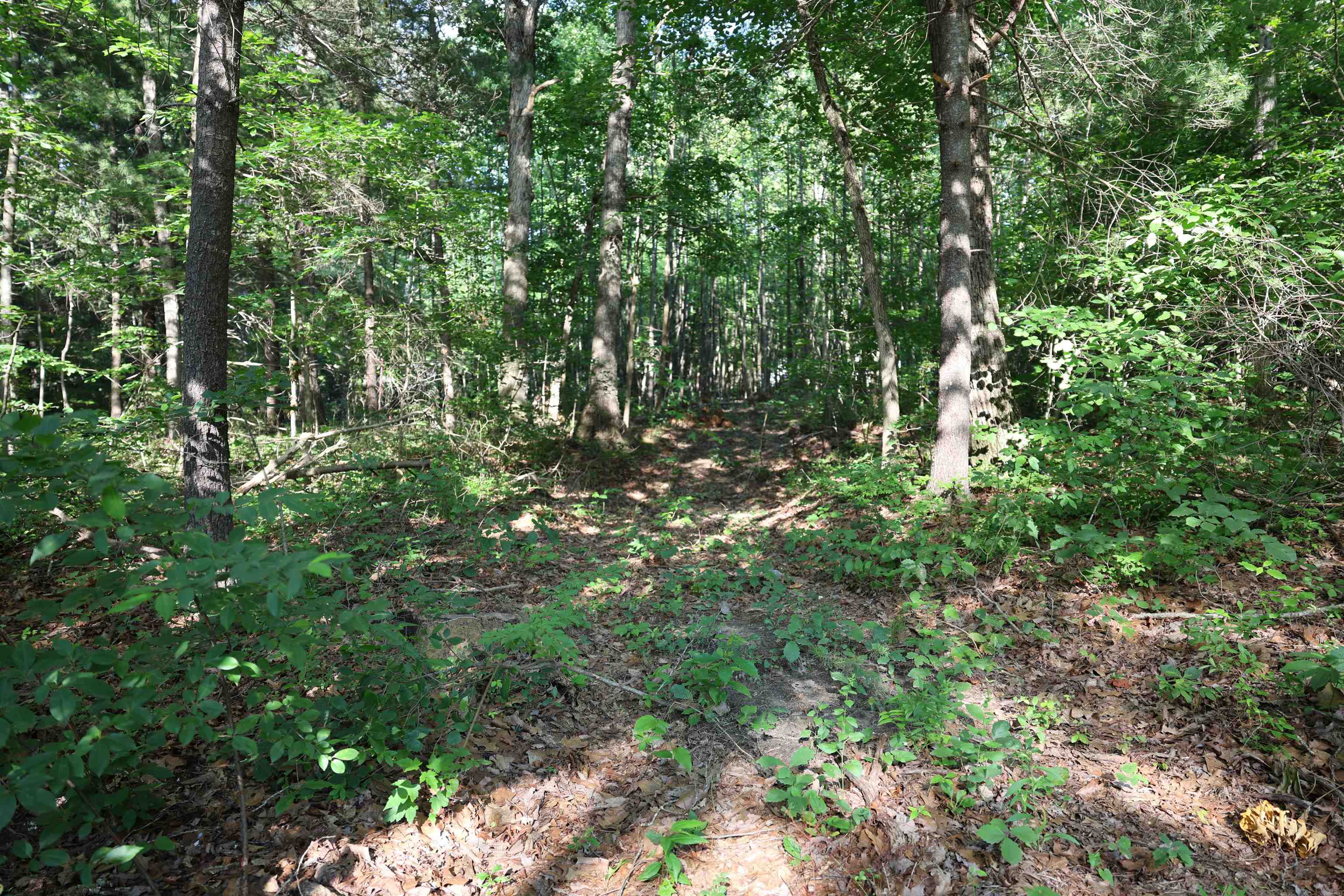 TBD COLD SPRINGS RD, GREENVILLE, Virginia 24440, ,Land,TBD COLD SPRINGS RD,665956 MLS # 665956