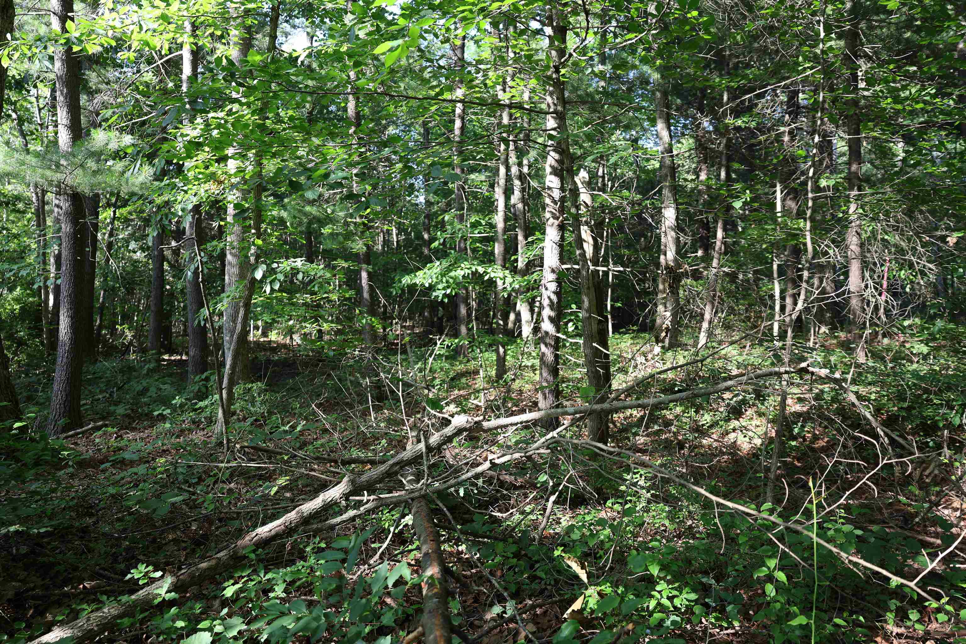 TBD COLD SPRINGS RD, GREENVILLE, Virginia 24440, ,Land,TBD COLD SPRINGS RD,665956 MLS # 665956