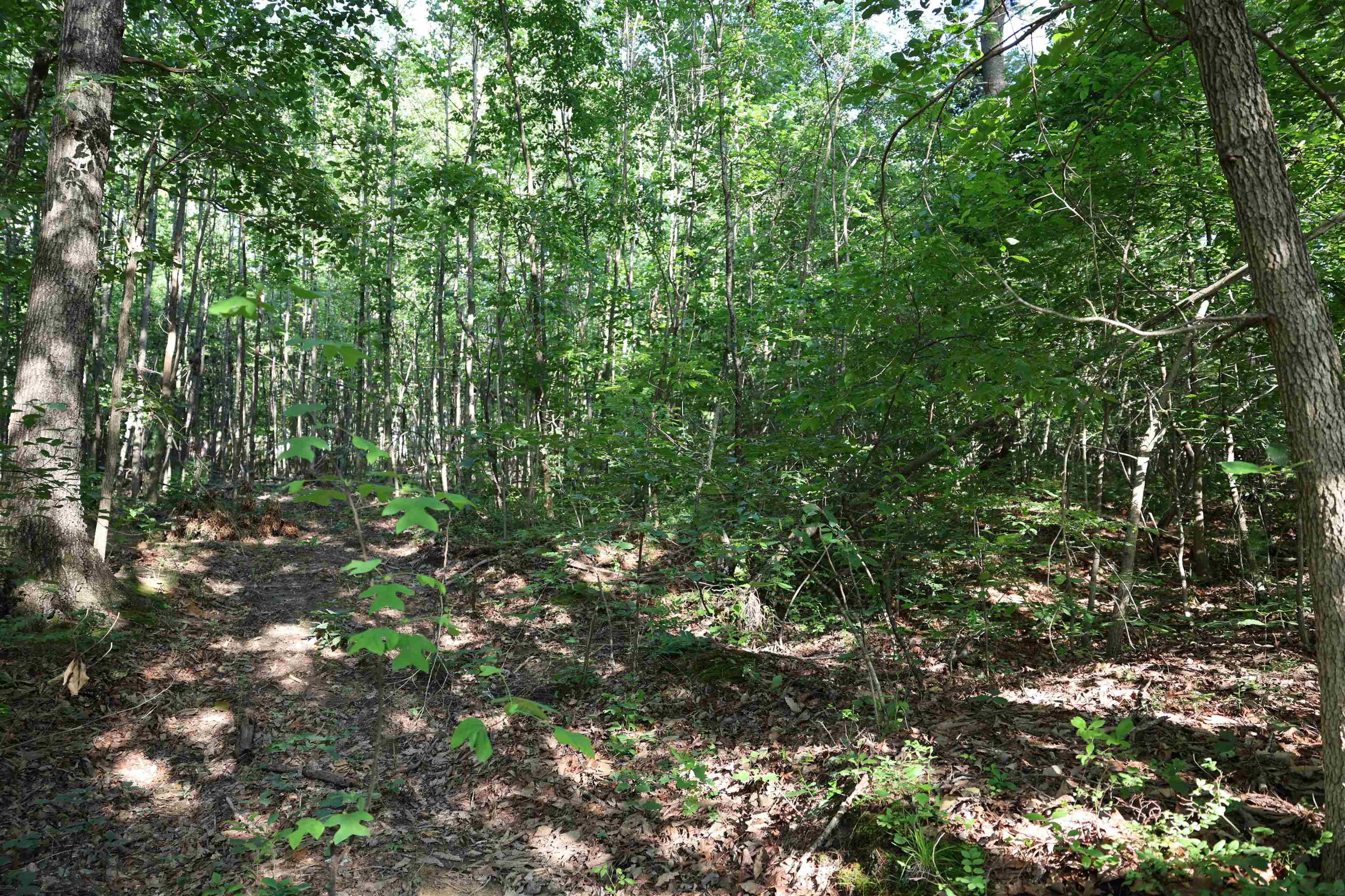 TBD COLD SPRINGS RD, GREENVILLE, Virginia 24440, ,Land,TBD COLD SPRINGS RD,665956 MLS # 665956