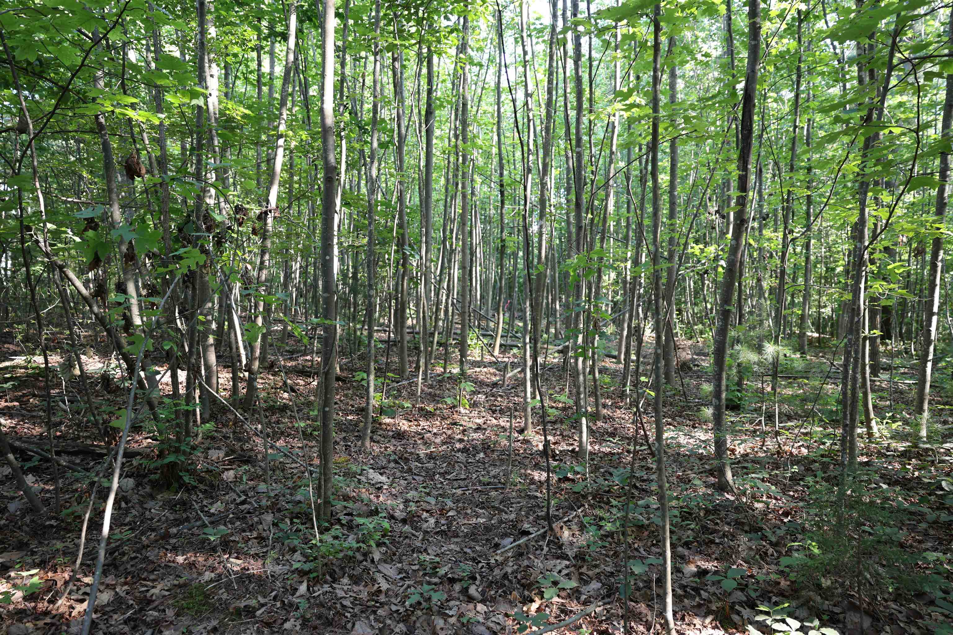 TBD COLD SPRINGS RD, GREENVILLE, Virginia 24440, ,Land,TBD COLD SPRINGS RD,665956 MLS # 665956