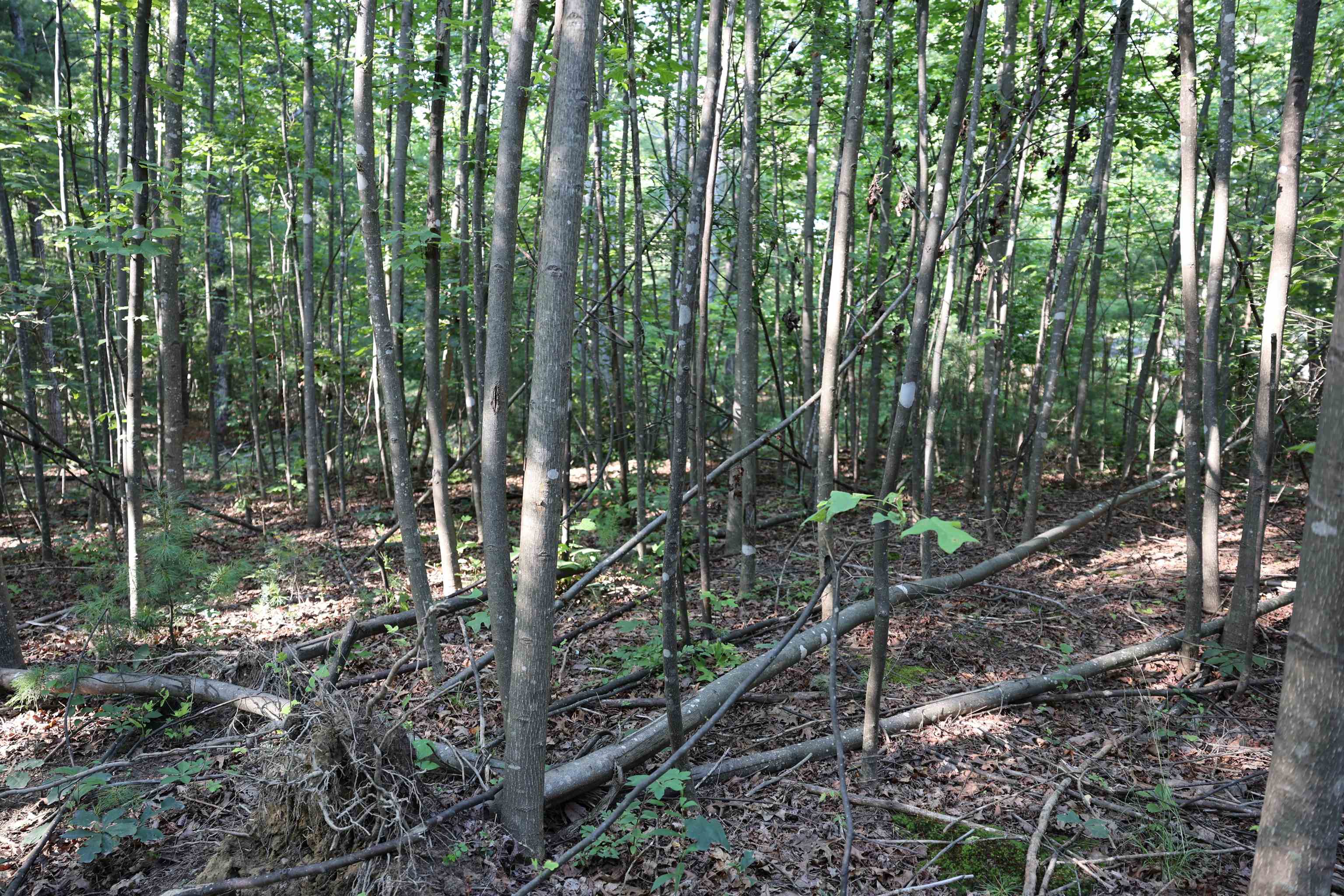 TBD COLD SPRINGS RD, GREENVILLE, Virginia 24440, ,Land,TBD COLD SPRINGS RD,665956 MLS # 665956