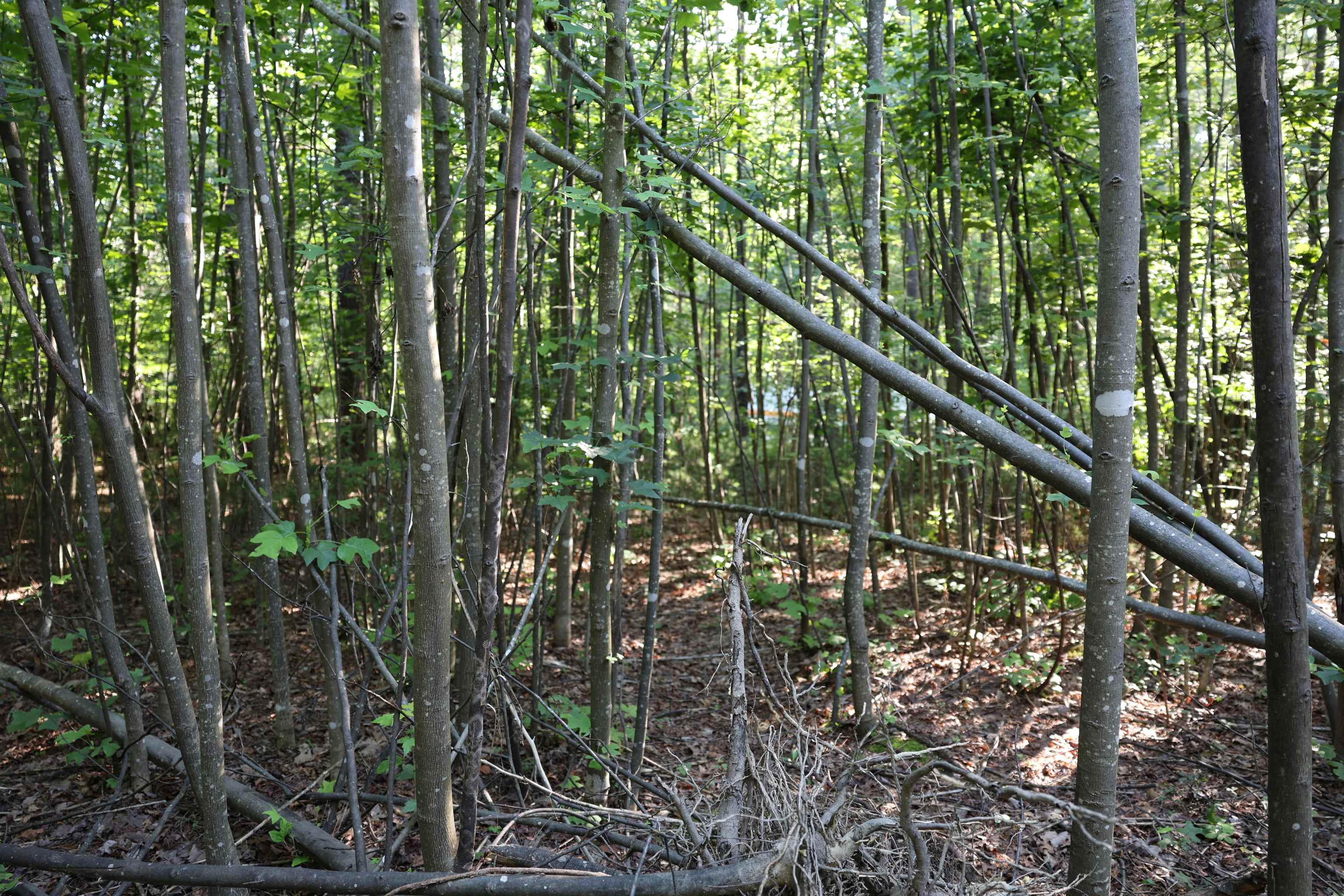 TBD COLD SPRINGS RD, GREENVILLE, Virginia 24440, ,Land,TBD COLD SPRINGS RD,665956 MLS # 665956