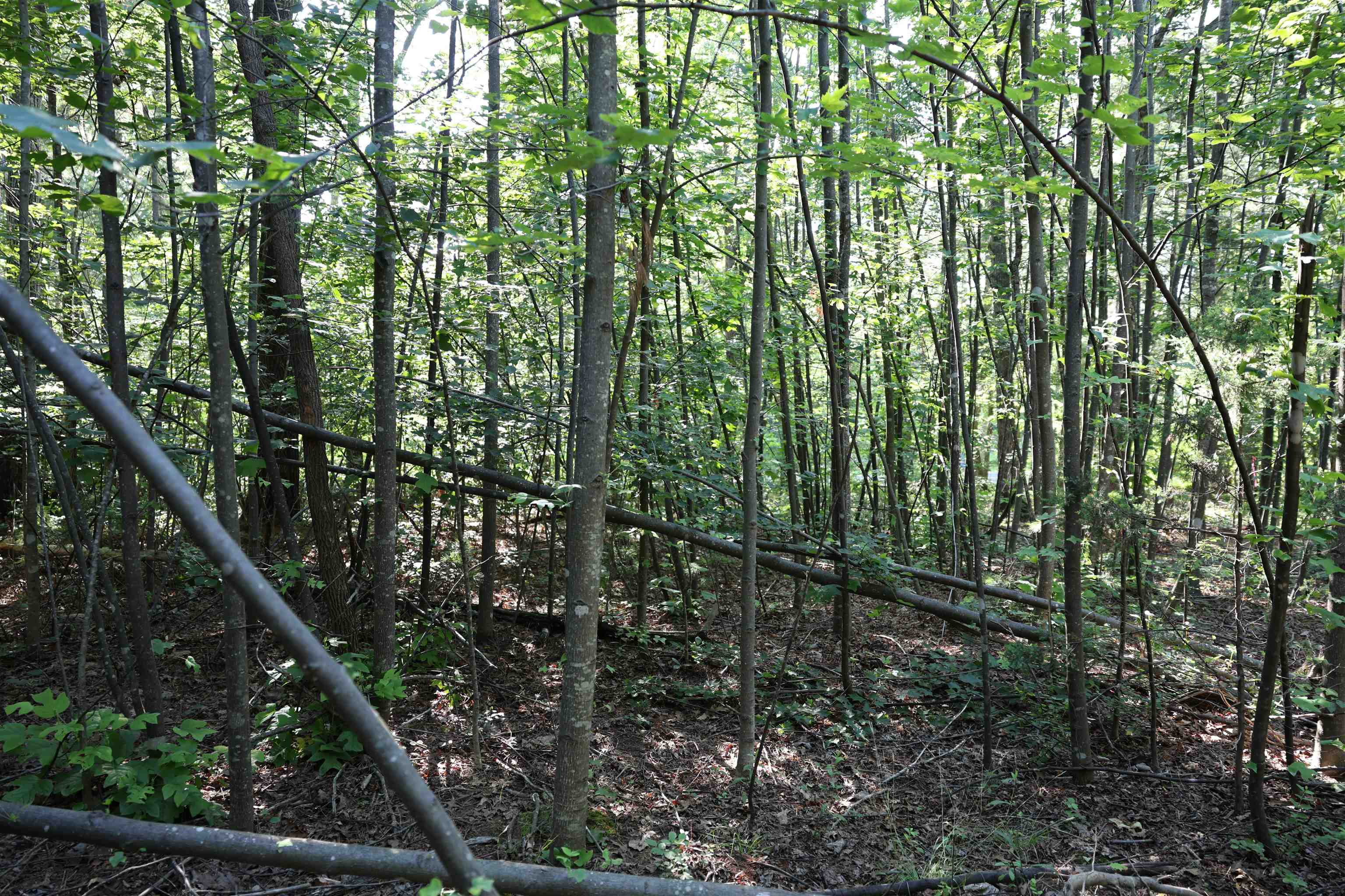 TBD COLD SPRINGS RD, GREENVILLE, Virginia 24440, ,Land,TBD COLD SPRINGS RD,665956 MLS # 665956