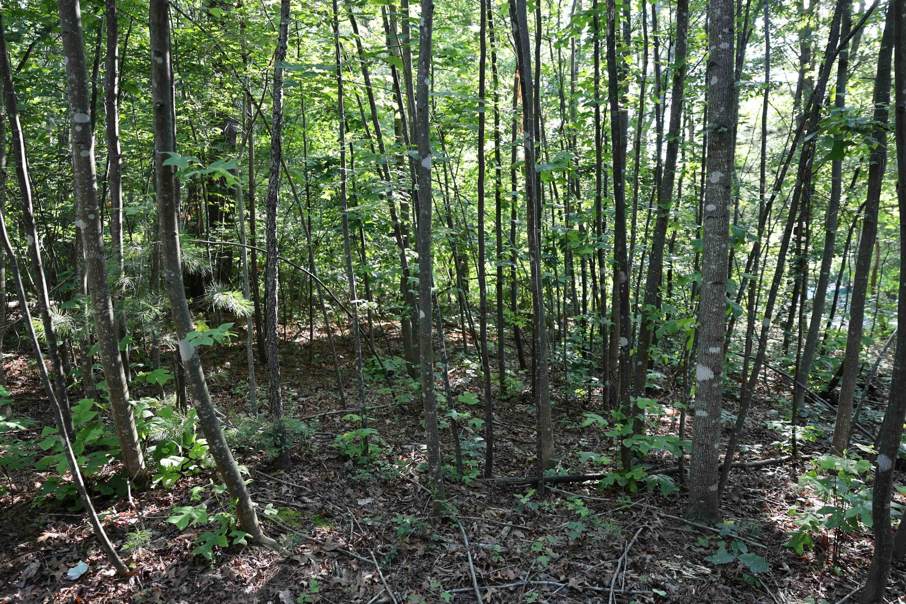 TBD COLD SPRINGS RD, GREENVILLE, Virginia 24440, ,Land,TBD COLD SPRINGS RD,665956 MLS # 665956