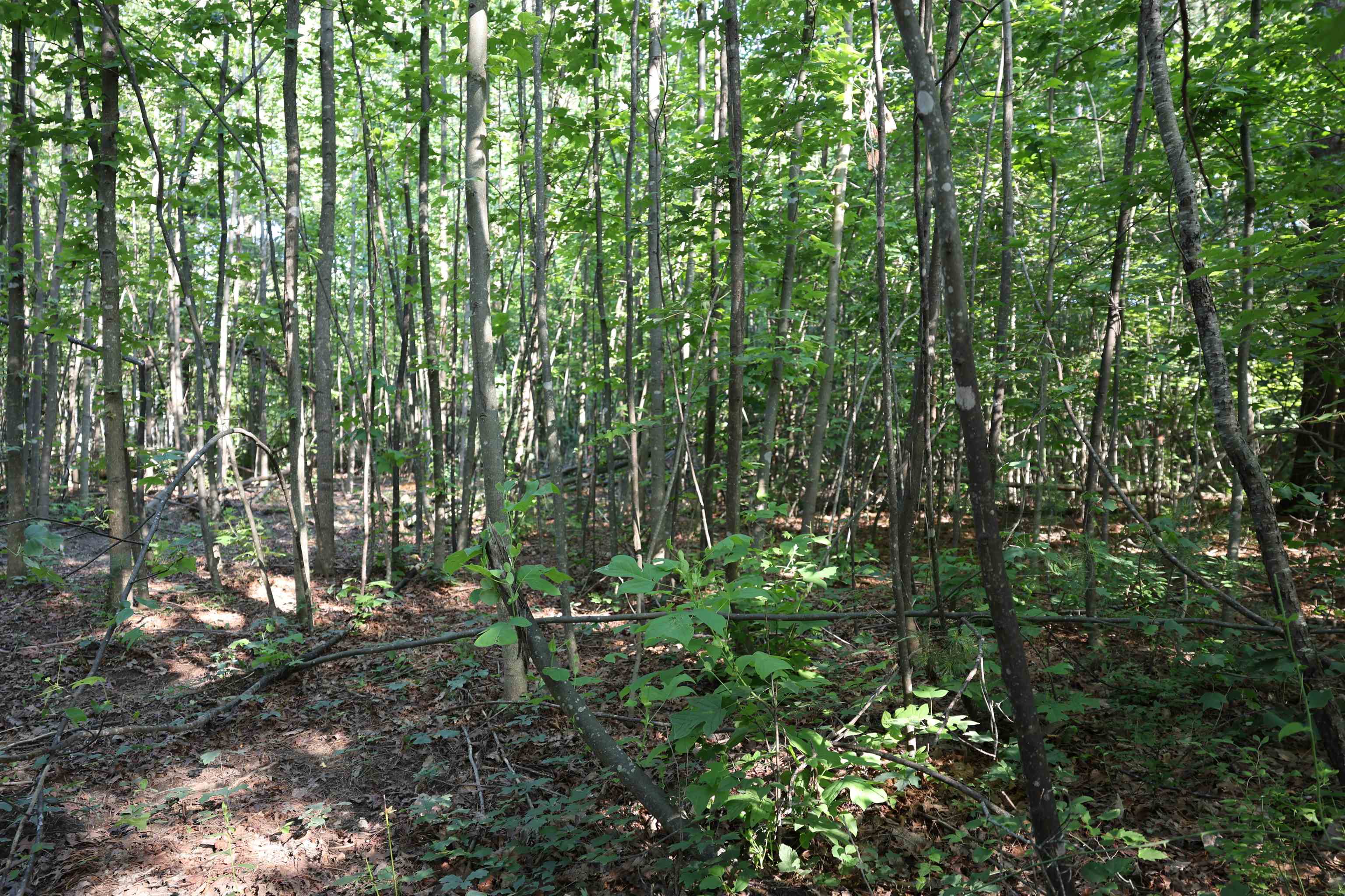 TBD COLD SPRINGS RD, GREENVILLE, Virginia 24440, ,Land,TBD COLD SPRINGS RD,665956 MLS # 665956