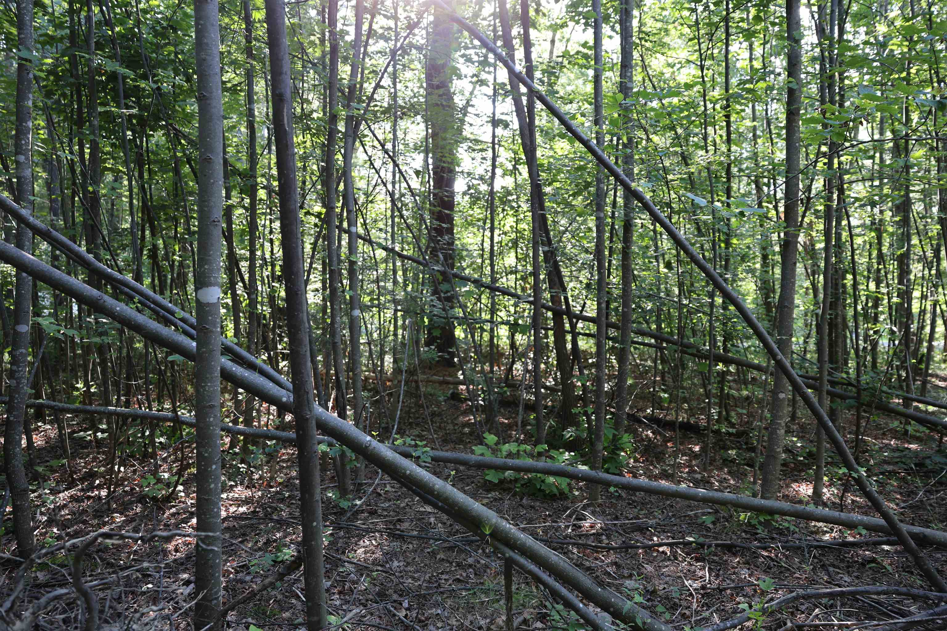 TBD COLD SPRINGS RD, GREENVILLE, Virginia 24440, ,Land,TBD COLD SPRINGS RD,665956 MLS # 665956