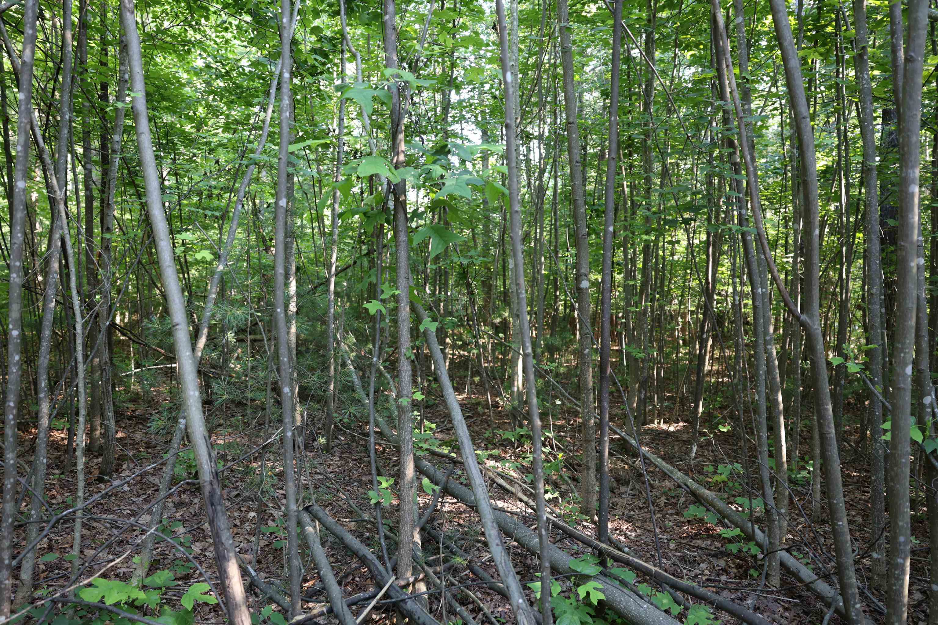 TBD COLD SPRINGS RD, GREENVILLE, Virginia 24440, ,Land,TBD COLD SPRINGS RD,665956 MLS # 665956
