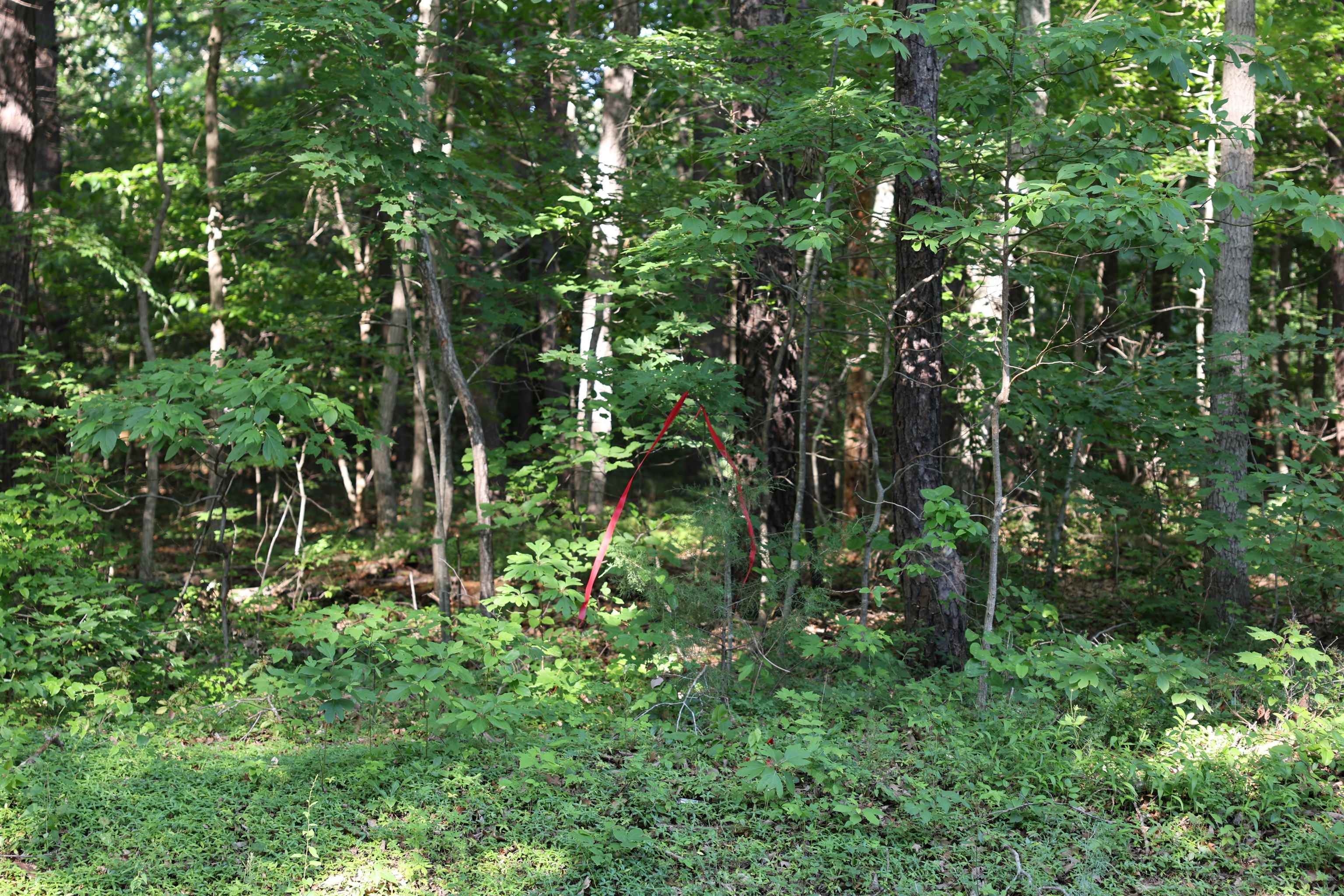 TBD COLD SPRINGS RD, GREENVILLE, Virginia 24440, ,Land,TBD COLD SPRINGS RD,665956 MLS # 665956