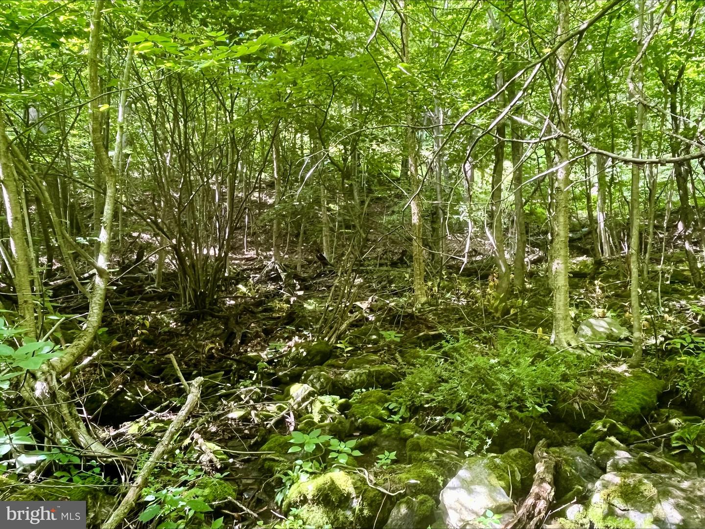 PARIS RD, STANLEY, Virginia 22851, ,Land,For sale,PARIS RD,VAPA2005056 MLS # VAPA2005056