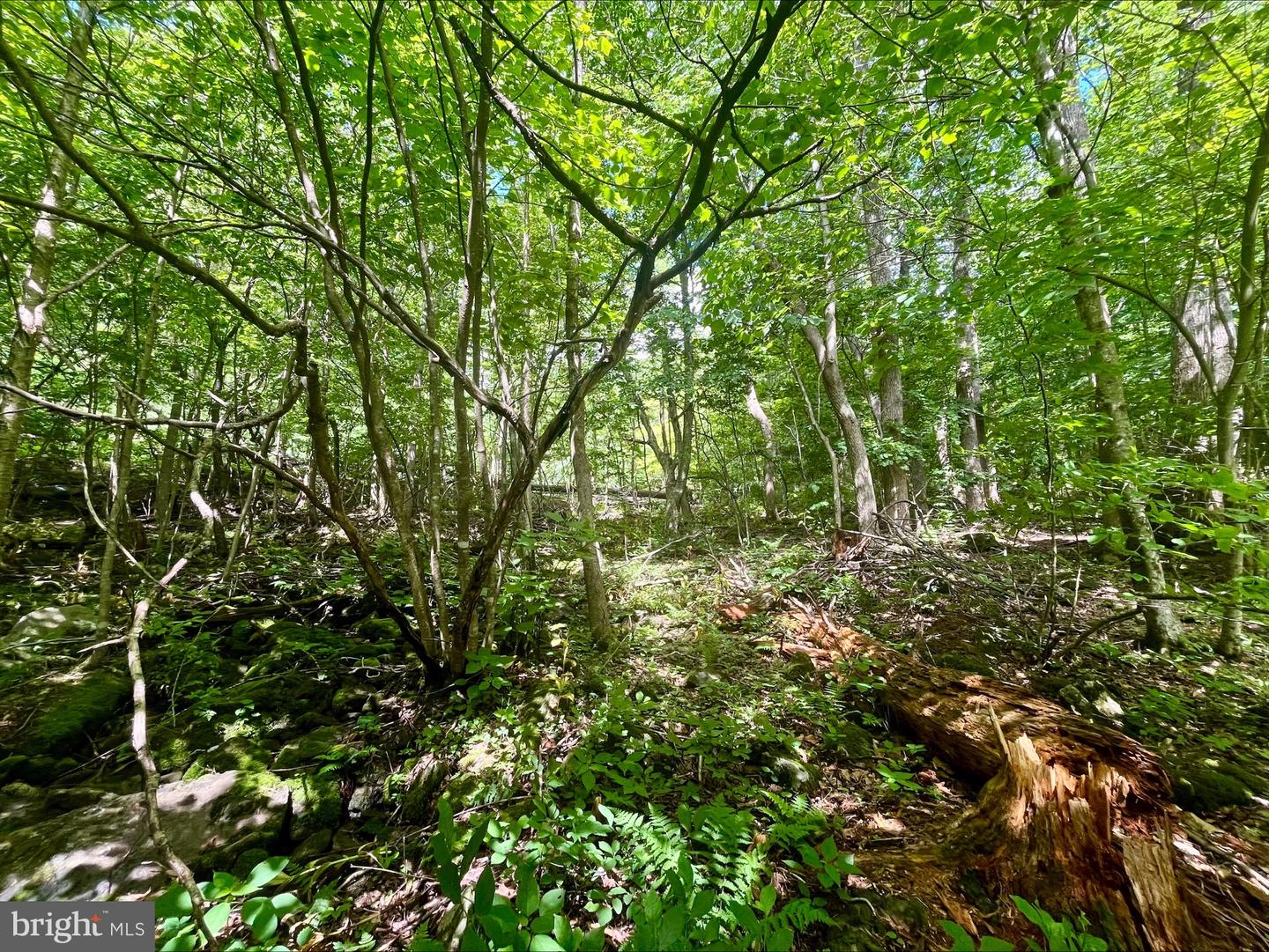 PARIS RD, STANLEY, Virginia 22851, ,Land,For sale,PARIS RD,VAPA2005056 MLS # VAPA2005056