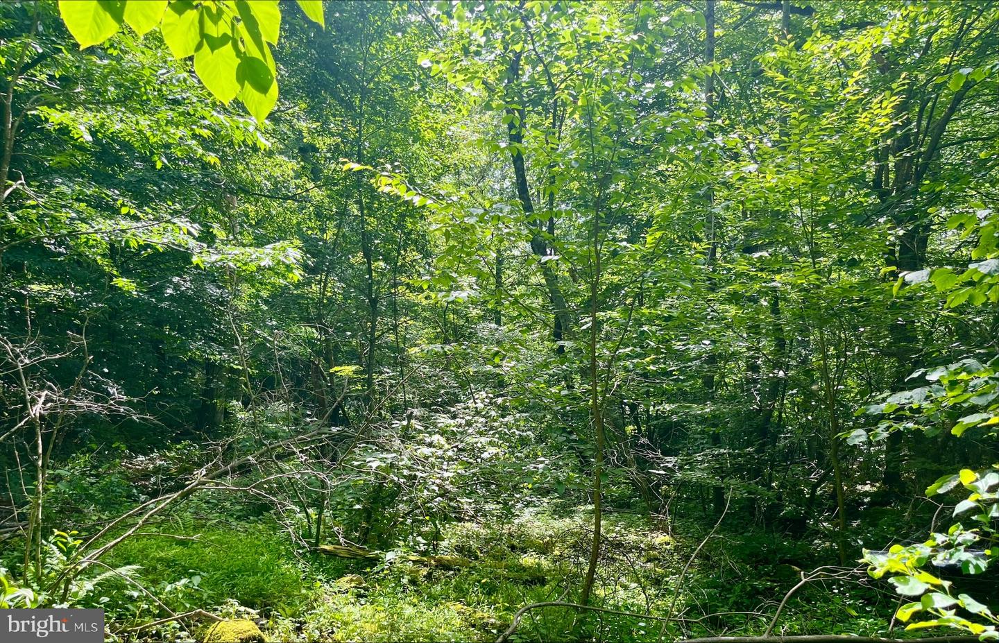 PARIS RD, STANLEY, Virginia 22851, ,Land,For sale,PARIS RD,VAPA2005056 MLS # VAPA2005056