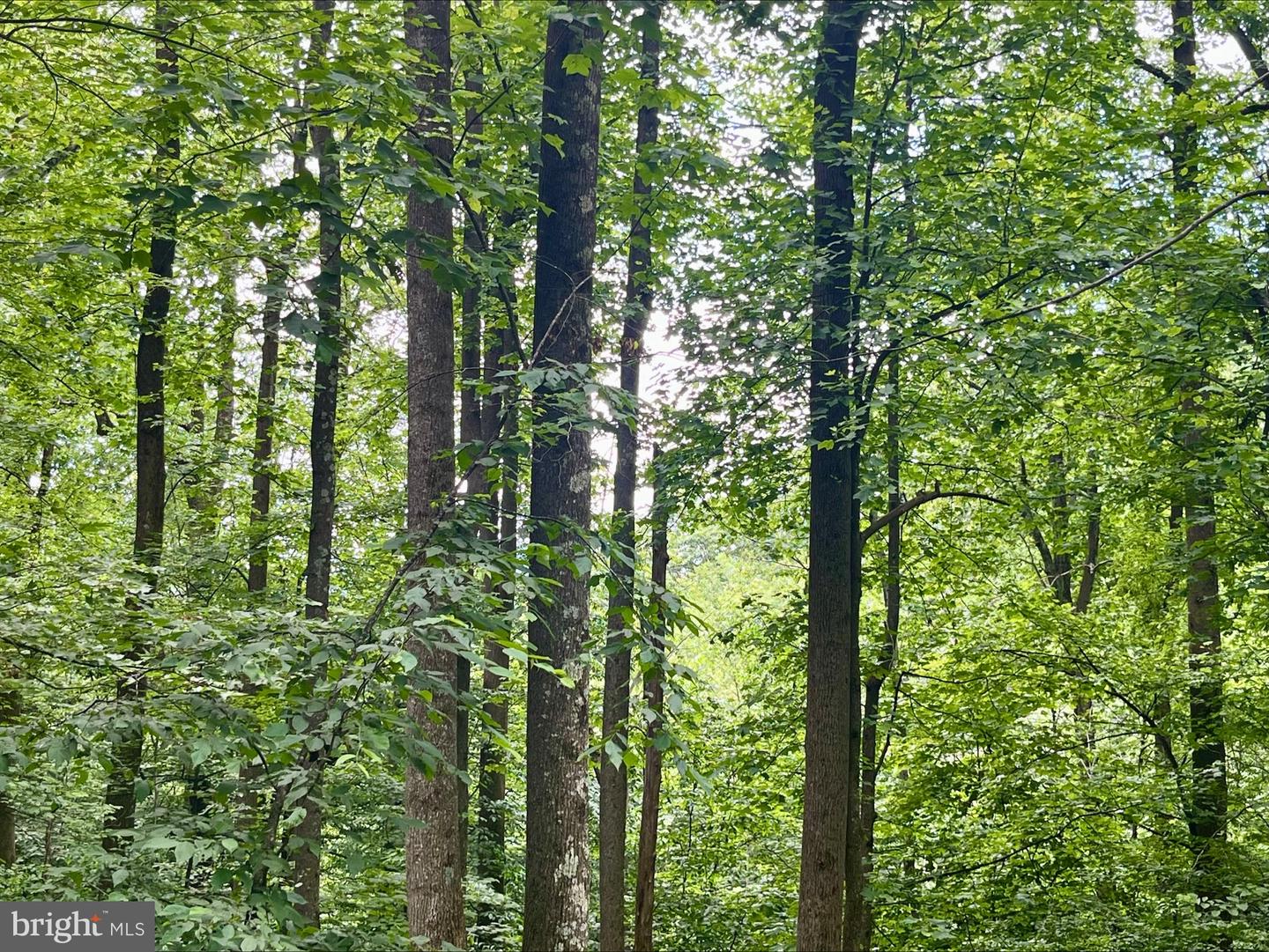 PARIS RD, STANLEY, Virginia 22851, ,Land,For sale,PARIS RD,VAPA2005056 MLS # VAPA2005056