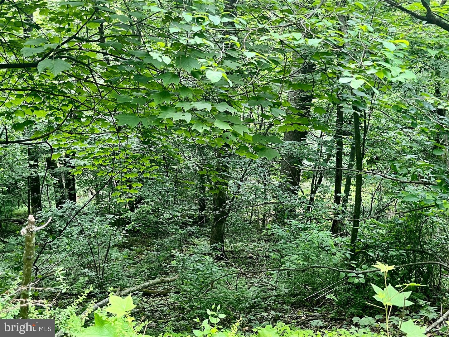 PARIS RD, STANLEY, Virginia 22851, ,Land,For sale,PARIS RD,VAPA2005056 MLS # VAPA2005056