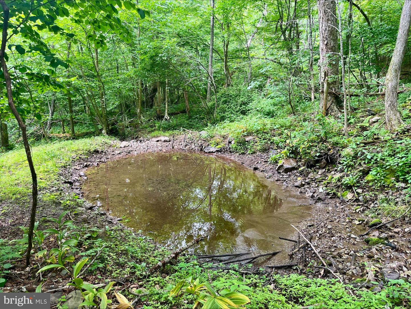 PARIS RD, STANLEY, Virginia 22851, ,Land,For sale,PARIS RD,VAPA2005056 MLS # VAPA2005056