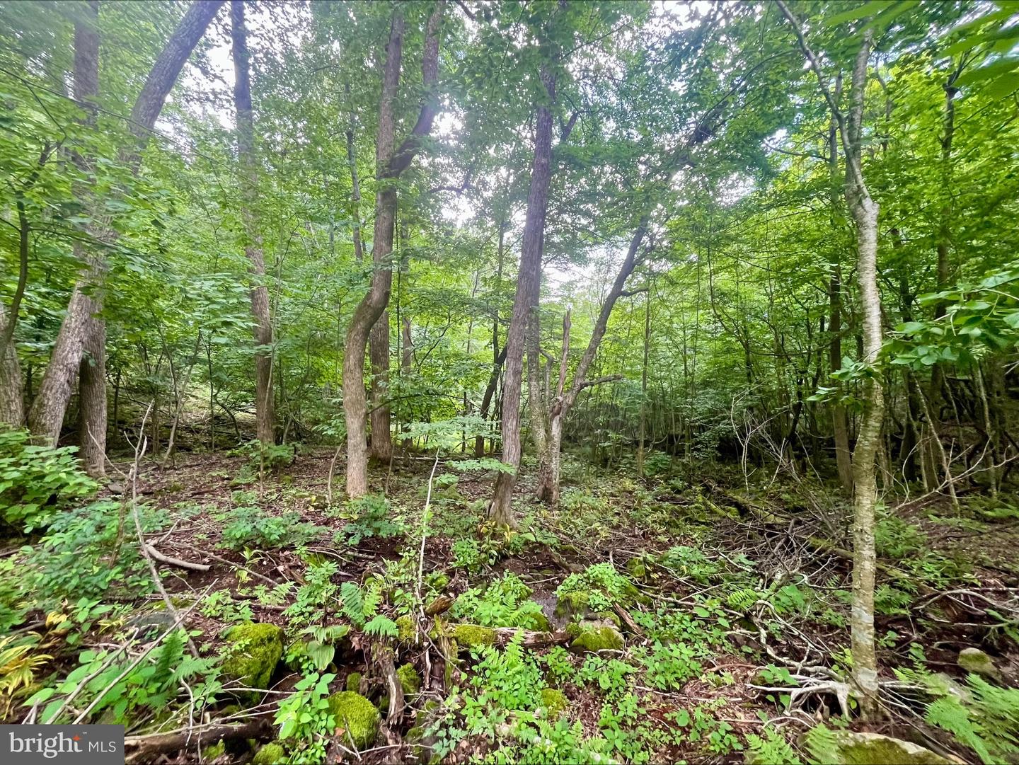 PARIS RD, STANLEY, Virginia 22851, ,Land,For sale,PARIS RD,VAPA2005056 MLS # VAPA2005056