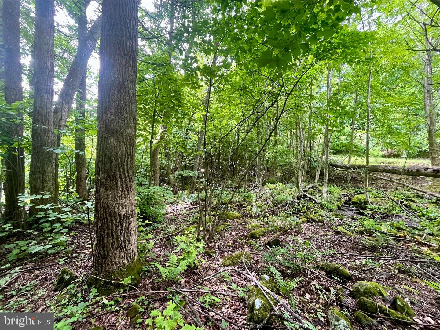 PARIS RD, STANLEY, Virginia 22851, ,Land,For sale,PARIS RD,VAPA2005056 MLS # VAPA2005056