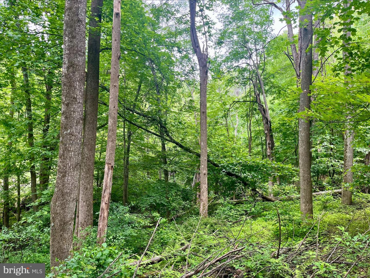 PARIS RD, STANLEY, Virginia 22851, ,Land,For sale,PARIS RD,VAPA2005056 MLS # VAPA2005056
