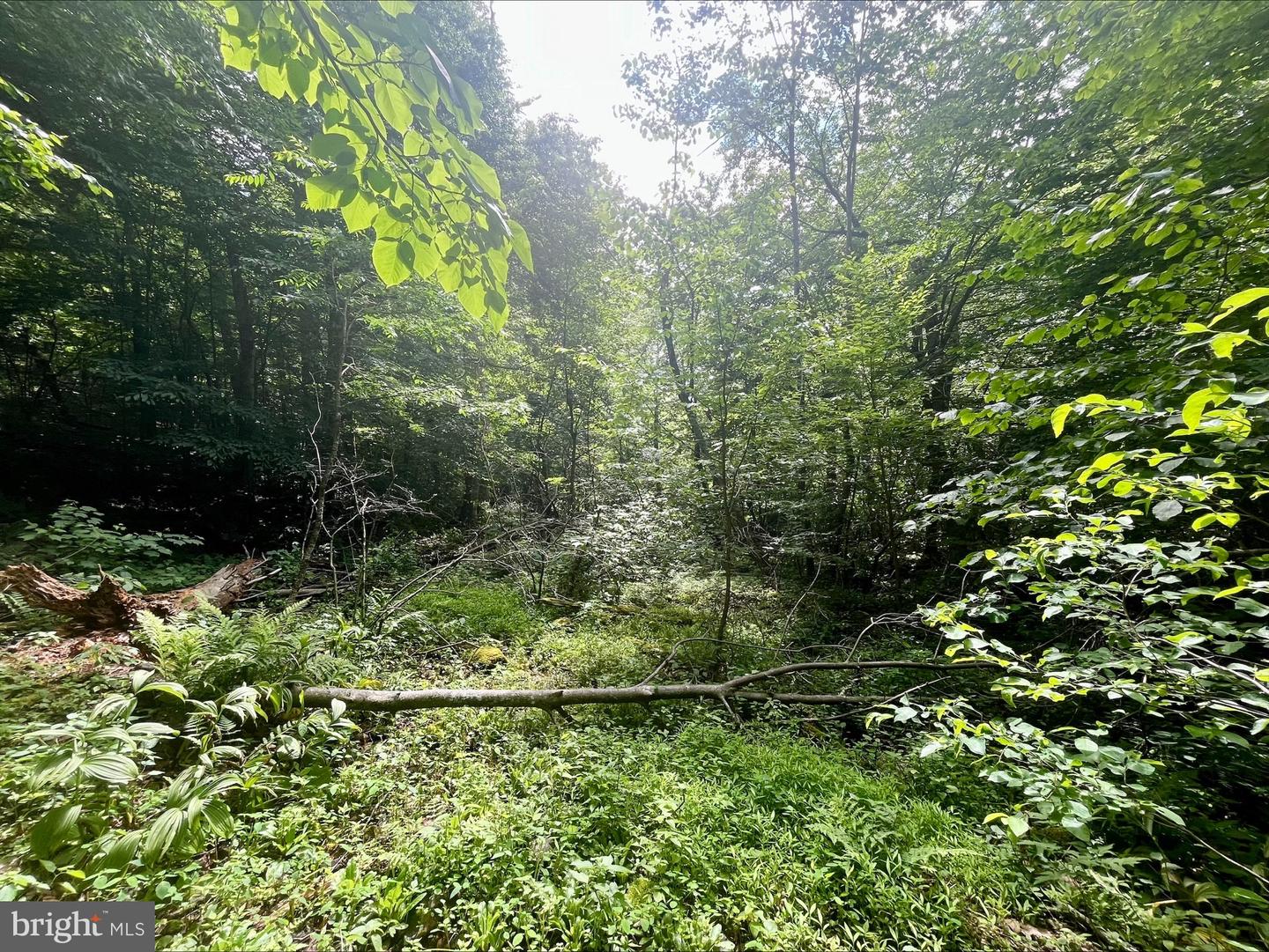 PARIS RD, STANLEY, Virginia 22851, ,Land,For sale,PARIS RD,VAPA2005056 MLS # VAPA2005056