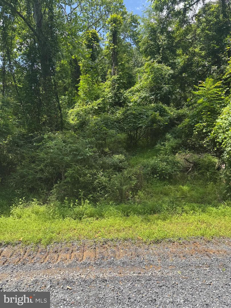 105 FOREST DR, CROSS JUNCTION, Virginia 22625, ,Land,For sale,105 FOREST DR,VAFV2035040 MLS # VAFV2035040