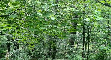 GREENWAY LANE, LURAY, Virginia 22835, ,Land,For sale,GREENWAY LANE,VAPA2005070 MLS # VAPA2005070