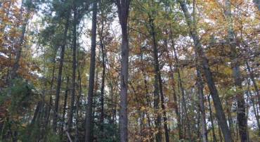 214 NORFOLK DR, RUTHER GLEN, Virginia 22546, ,Land,For sale,214 NORFOLK DR,VACV2008374 MLS # VACV2008374