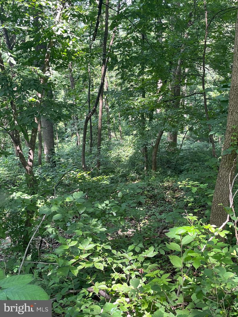 WALNUT TREE CT. RD #LOT 9, BLOCK F, FRONT ROYAL, Virginia 22630, ,Land,For sale,WALNUT TREE CT. RD #LOT 9, BLOCK F,VAWR2011564 MLS # VAWR2011564