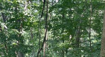 WALNUT TREE CT. RD #LOT 9, BLOCK F, FRONT ROYAL, Virginia 22630, ,Land,For sale,WALNUT TREE CT. RD #LOT 9, BLOCK F,VAWR2011564 MLS # VAWR2011564