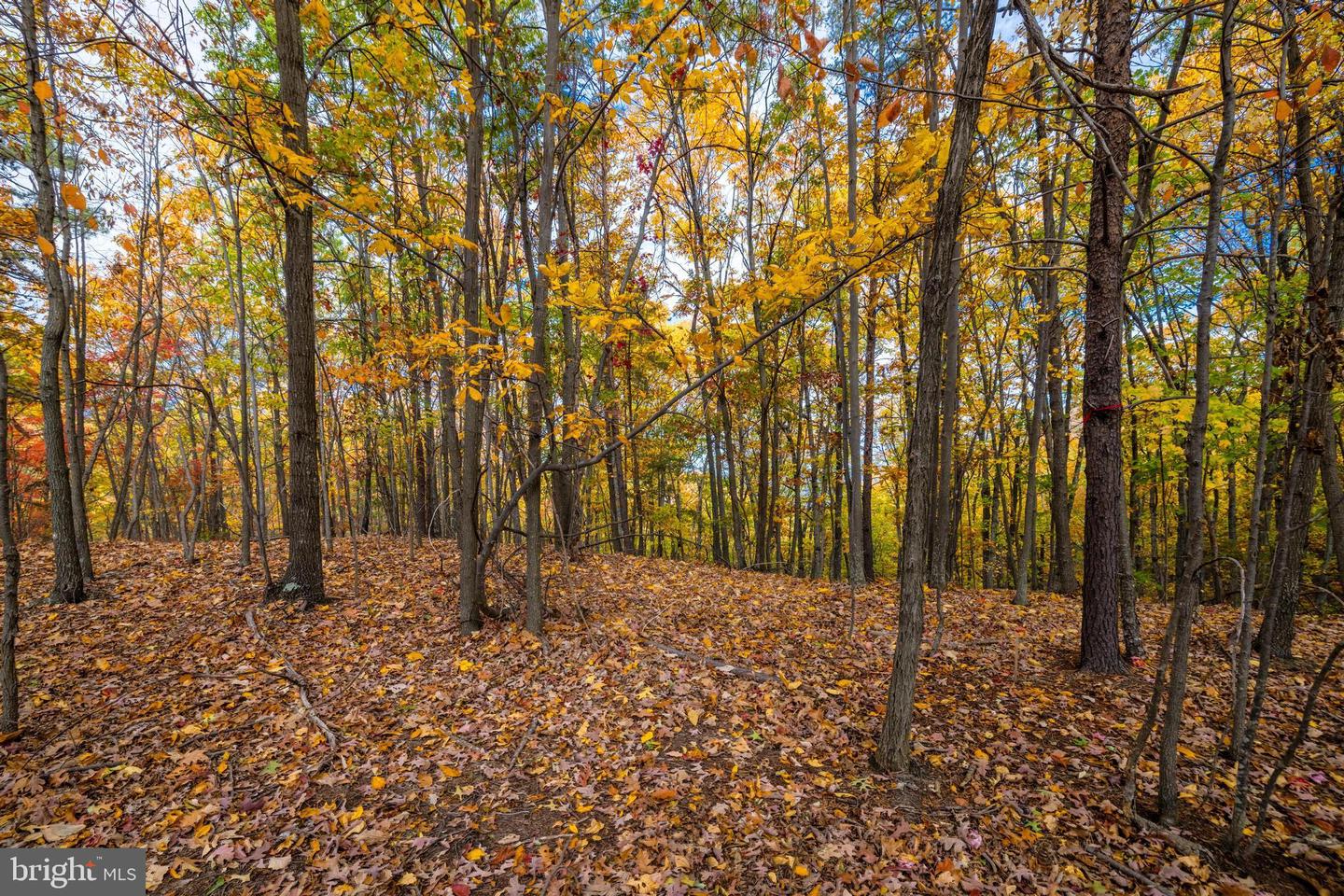 LUCAS HOLLOW RD, STANLEY, Virginia 22851, ,Land,For sale,LUCAS HOLLOW RD,VAPA2005076 MLS # VAPA2005076