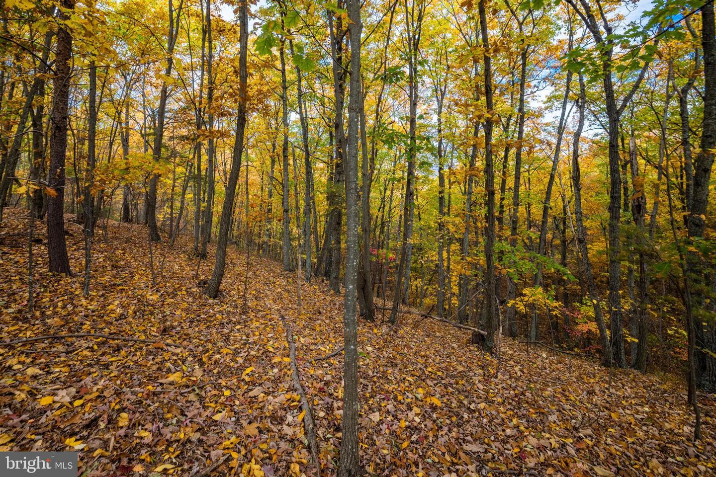 LUCAS HOLLOW RD, STANLEY, Virginia 22851, ,Land,For sale,LUCAS HOLLOW RD,VAPA2005076 MLS # VAPA2005076