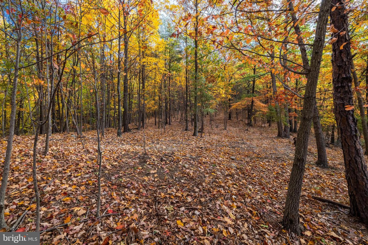 LUCAS HOLLOW RD, STANLEY, Virginia 22851, ,Land,For sale,LUCAS HOLLOW RD,VAPA2005076 MLS # VAPA2005076