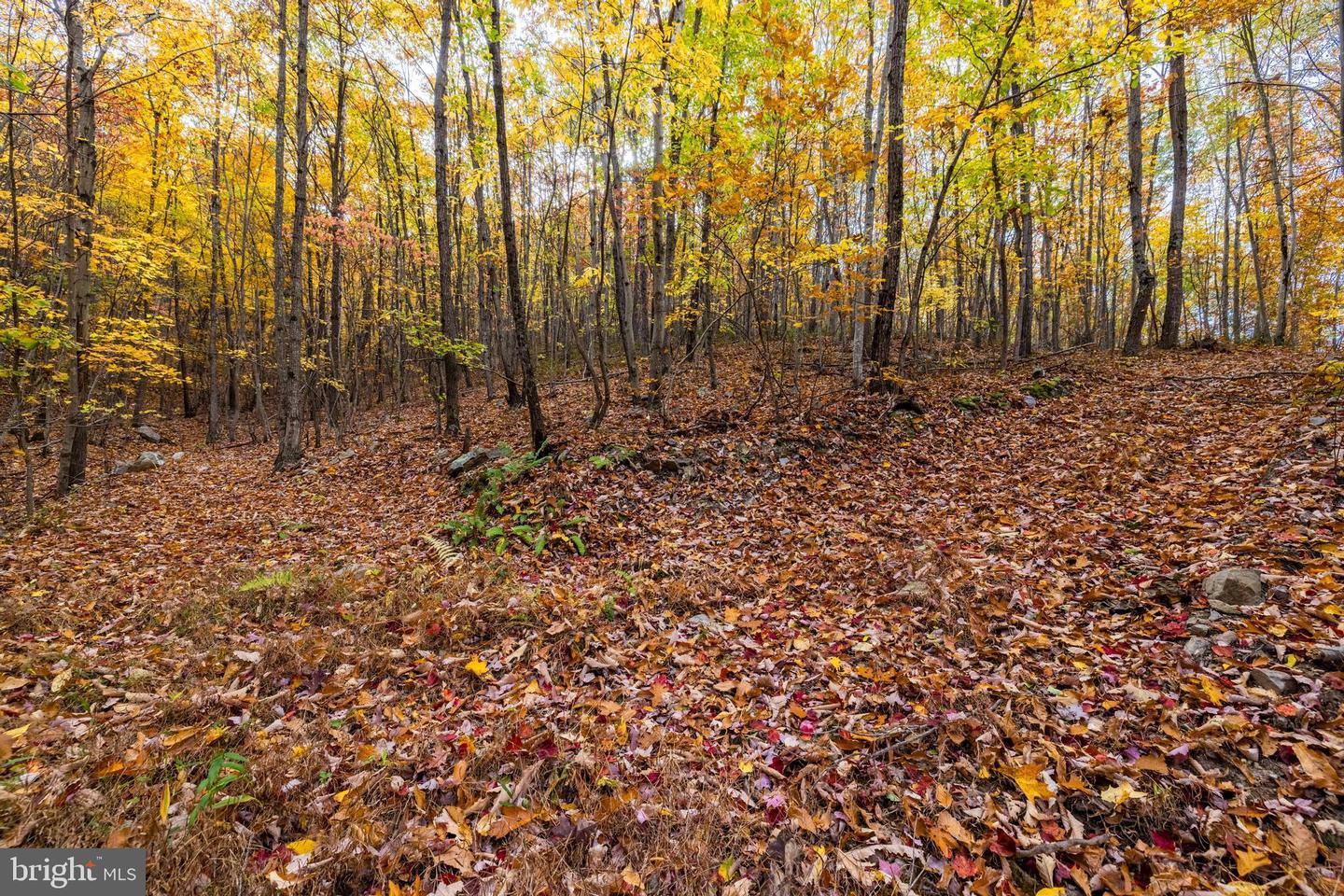 LUCAS HOLLOW RD, STANLEY, Virginia 22851, ,Land,For sale,LUCAS HOLLOW RD,VAPA2005076 MLS # VAPA2005076