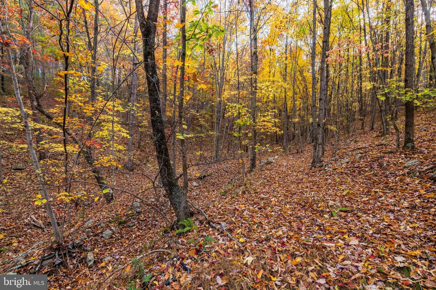 LUCAS HOLLOW RD, STANLEY, Virginia 22851, ,Land,For sale,LUCAS HOLLOW RD,VAPA2005076 MLS # VAPA2005076