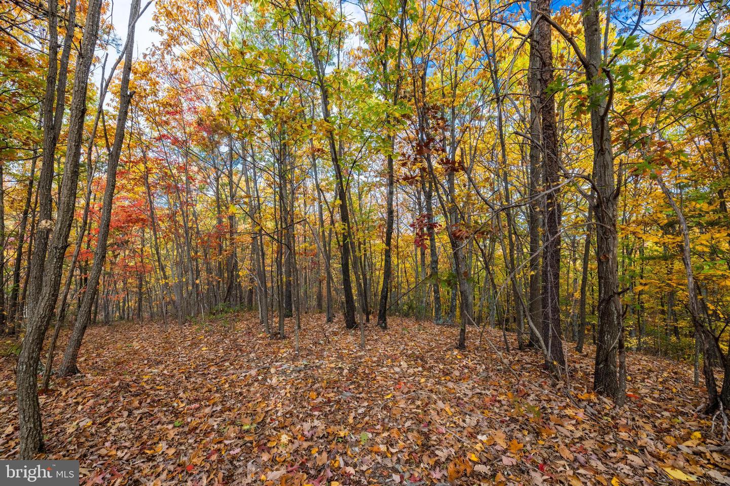 LUCAS HOLLOW RD, STANLEY, Virginia 22851, ,Land,For sale,LUCAS HOLLOW RD,VAPA2005076 MLS # VAPA2005076