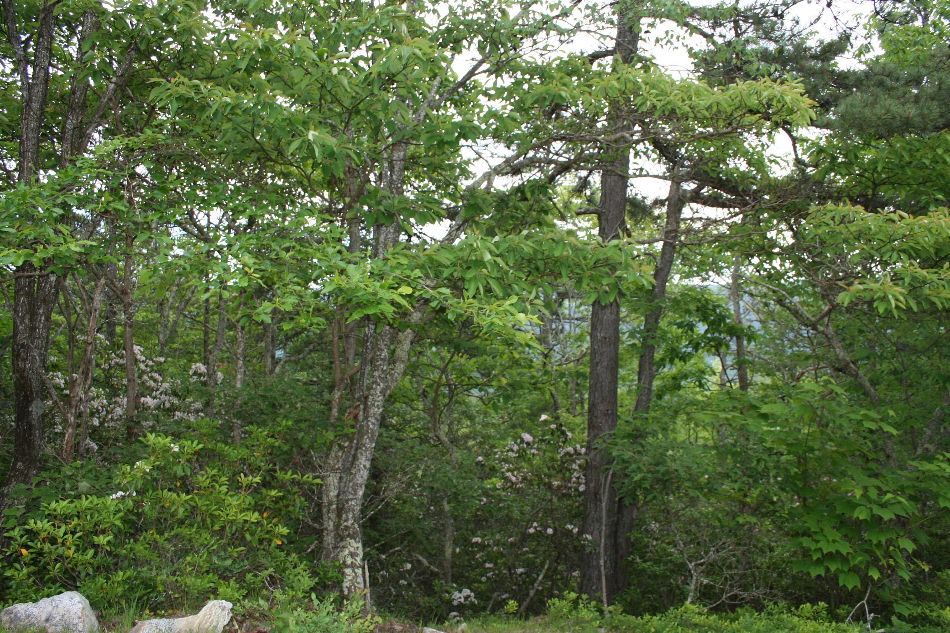 43 HIGH VALLEY SOUTH, MONTEREY, Virginia 24465, ,Land,Lot 43 High Valley,43 HIGH VALLEY SOUTH,666089 MLS # 666089