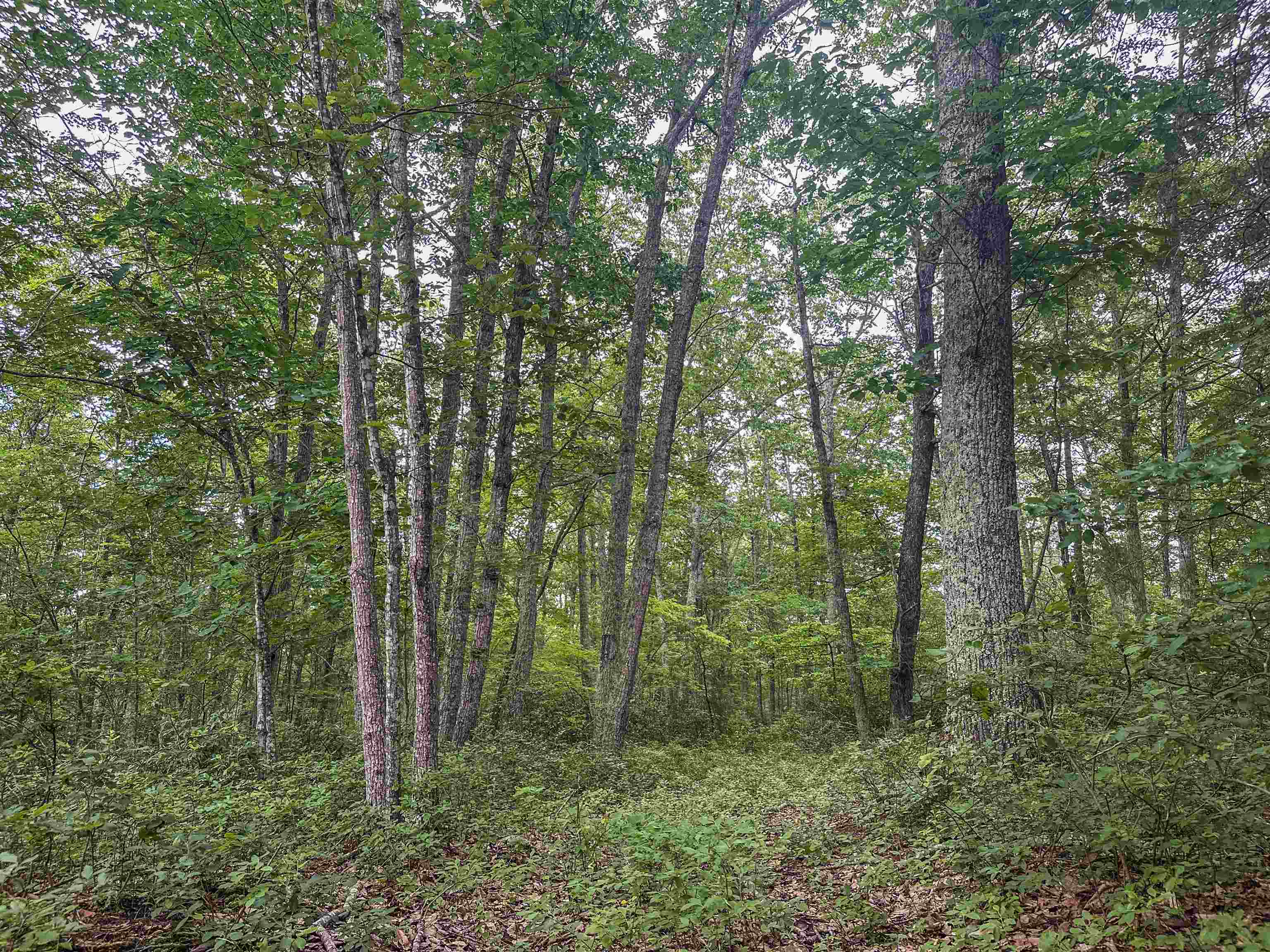 122 WHIPPOORWILL LN, SHIPMAN, Virginia 22971, ,Land,122 WHIPPOORWILL LN,666101 MLS # 666101