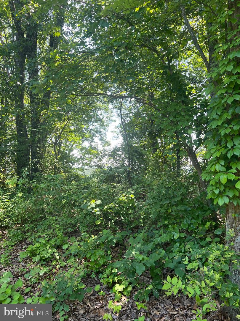LOT 6 SUPINLICK RIDGE, BROADWAY, Virginia 22815, ,Land,For sale,LOT 6 SUPINLICK RIDGE,VASH2011808 MLS # VASH2011808