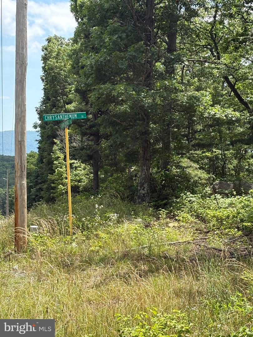 LOT 57 CHRYSANTHEMUM TRAIL, STAR TANNERY, Virginia 22654, ,Farm,For sale,LOT 57 CHRYSANTHEMUM TRAIL,VAFV2035106 MLS # VAFV2035106