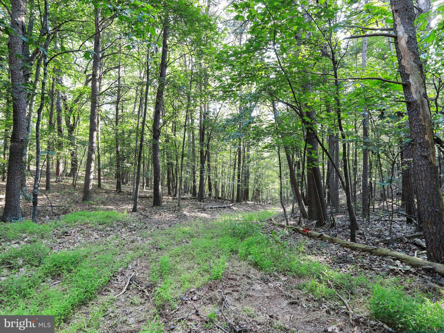 1297 EBENEZER CHURCH RD, GORE, Virginia 22637, ,Land,For sale,1297 EBENEZER CHURCH RD,VAFV2034642 MLS # VAFV2034642