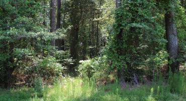 1075 AMIDSHIP DR, GREENBACKVILLE, Virginia 23356, ,Land,For sale,1075 AMIDSHIP DR,VAAC2001986 MLS # VAAC2001986