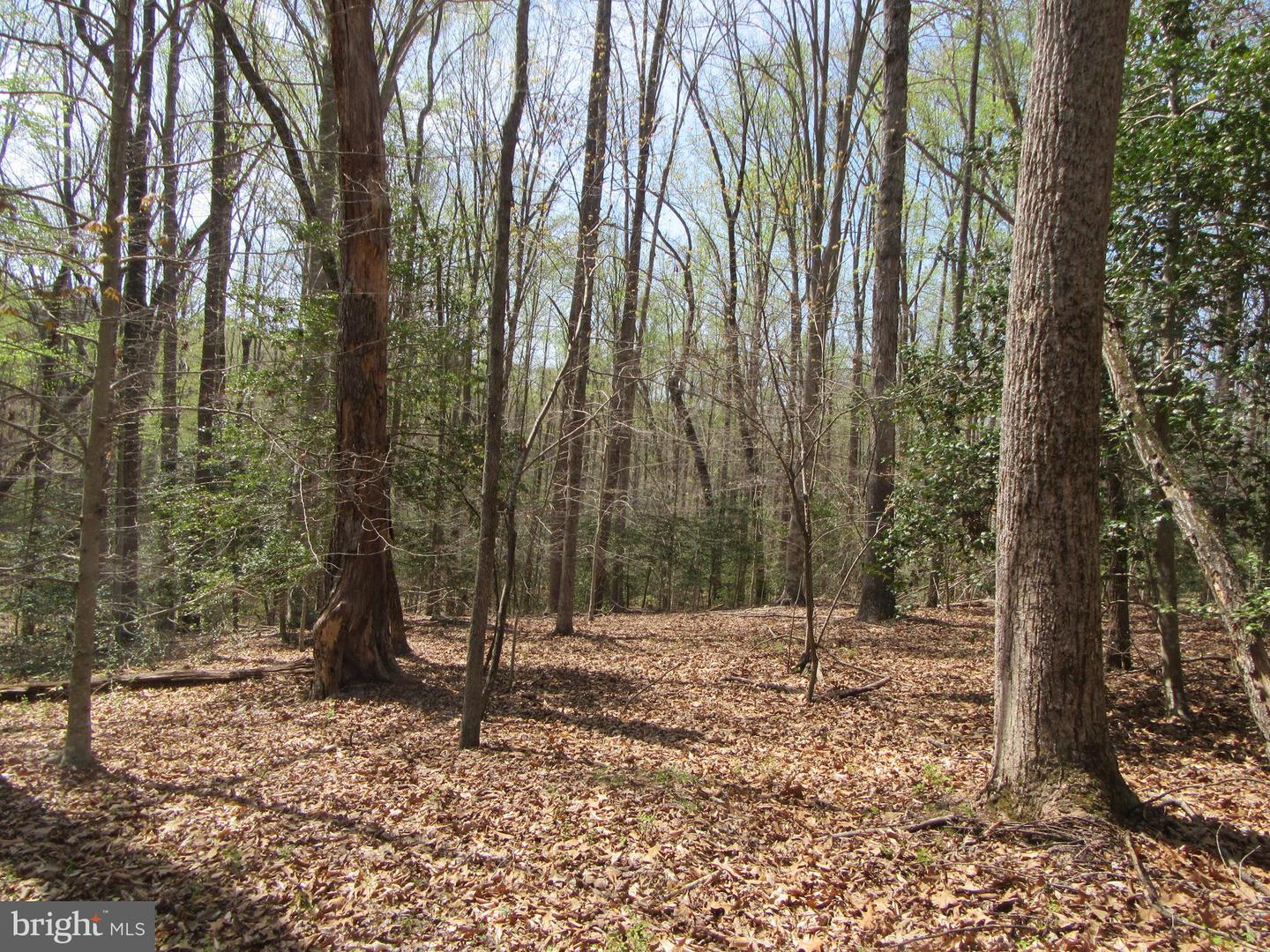 DIAMOND GLEN-LOT 3 OLD OFFICE RD, RHOADESVILLE, Virginia 22542, ,Land,For sale,DIAMOND GLEN-LOT 3 OLD OFFICE RD,VAOR2009468 MLS # VAOR2009468