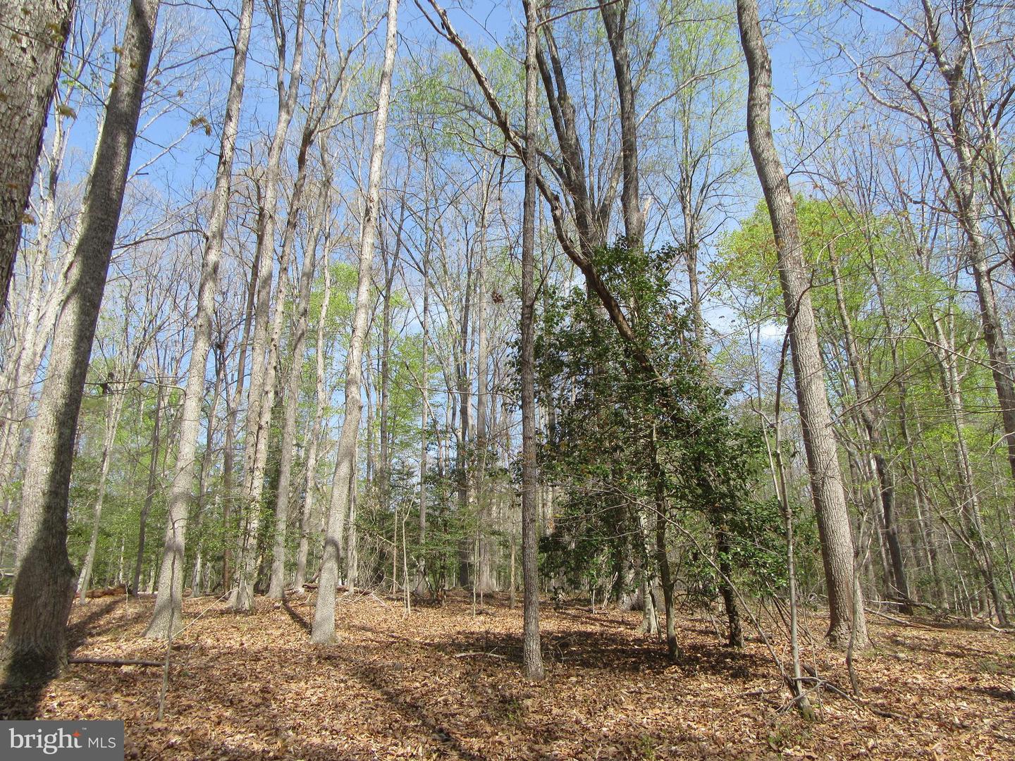 DIAMOND GLEN-LOT 3 OLD OFFICE RD, RHOADESVILLE, Virginia 22542, ,Land,For sale,DIAMOND GLEN-LOT 3 OLD OFFICE RD,VAOR2009468 MLS # VAOR2009468